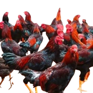 AYAM BANGKOK JANTAN