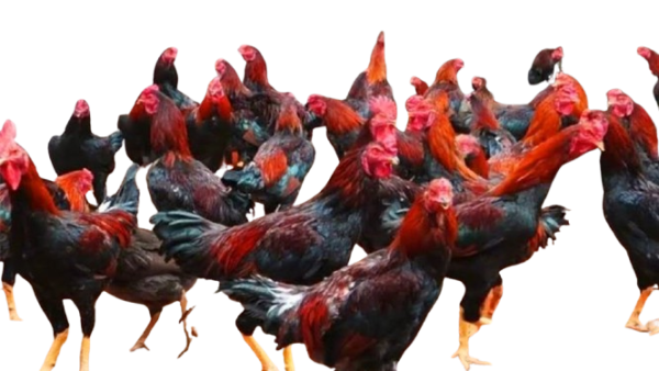 AYAM BANGKOK JANTAN