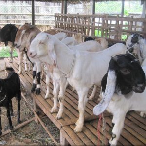 KAMBING JANTAN JAWA SUPER