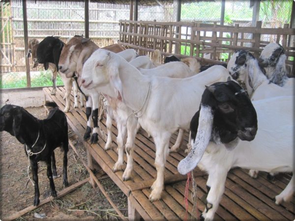 KAMBING JANTAN JAWA SUPER