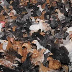 AYAM KAMPUNG BETINA