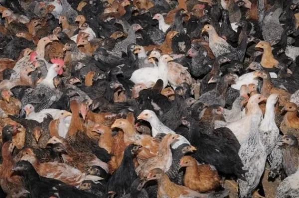 AYAM KAMPUNG BETINA