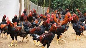 AYAM KAMPUNG JANTAN