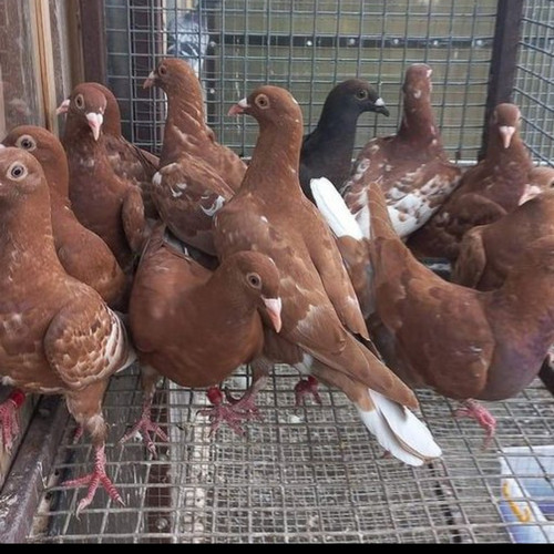 BURUNG DARA / MERPATI 1 ekor