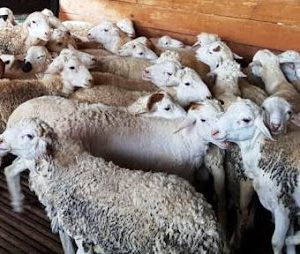 KAMBING DOMBA GEMBEL JANTAN