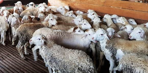 KAMBING DOMBA GEMBEL JANTAN