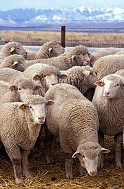 KAMBING GEMBEL / DOMBA BETINA