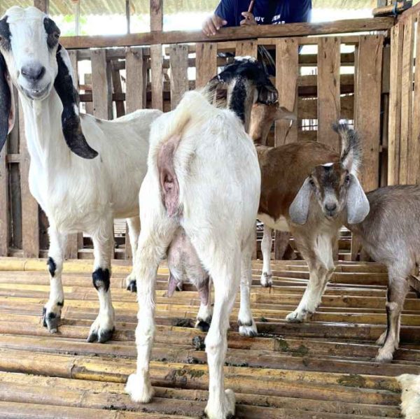 KAMBING JAWA BETINA